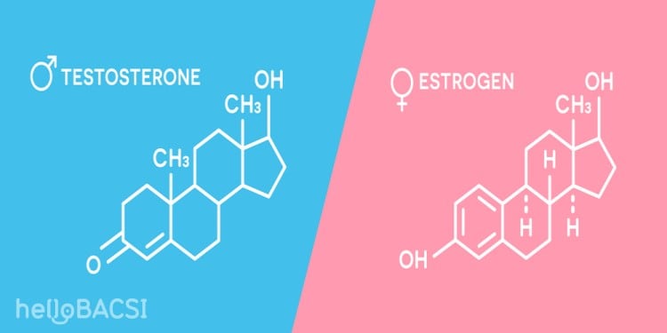Testosterone và estrogen là hai loại hormone được sản xuất ở cả nam và nữ