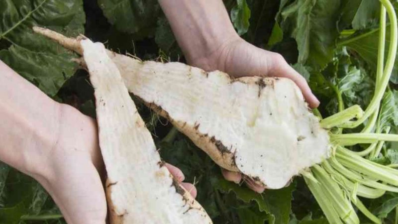 Củ cải đường (sugar beet) là gì? Cách phân biệt với củ cải trắng, củ dền