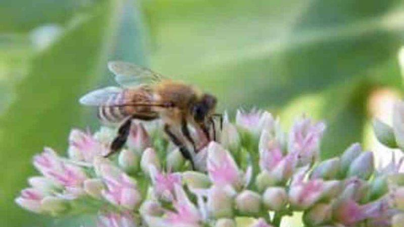 Các loài ong mật ở Việt nam | tìm hiểu thêm | Bees4life