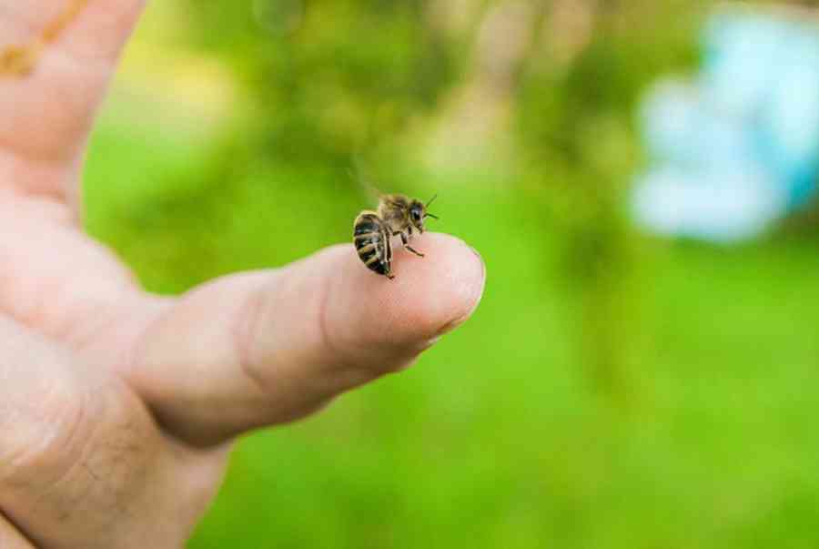 Cách lấy mật ong không bị đốt vô cùng hiệu quả | Good Natural