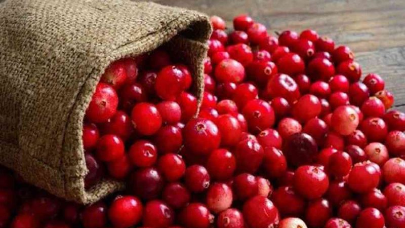 Cranberry là gì? Những công dụng tuyệt vời của Cranberry