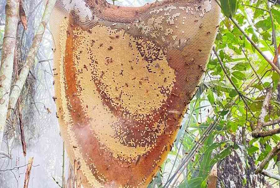 Mật ong rừng là gì? Mật ong rừng có tác dụng gì?