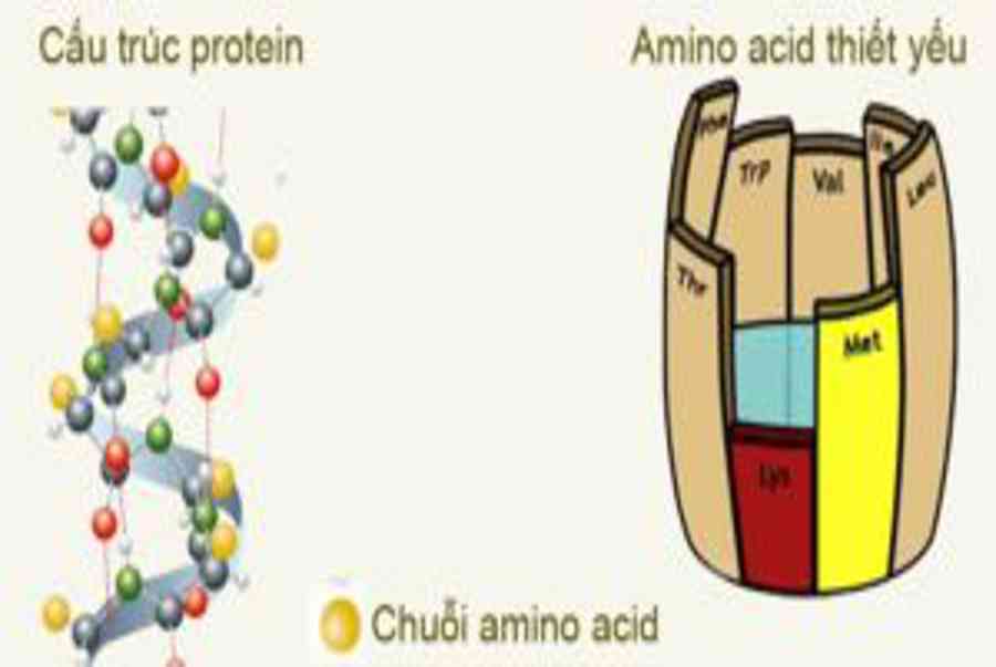Amino acid và tác dụng trong việc chăm sóc da