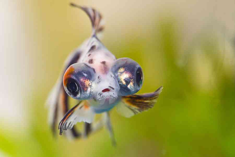 Cá Vàng mắt lồi là cá gì? Cách nuôi và chăm sóc cá khỏe mạnh