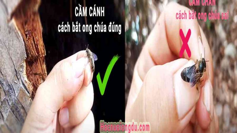 Cách bắt ong chúa & bắt ong mật về nuôi GIỎI HƠN “vua ong”