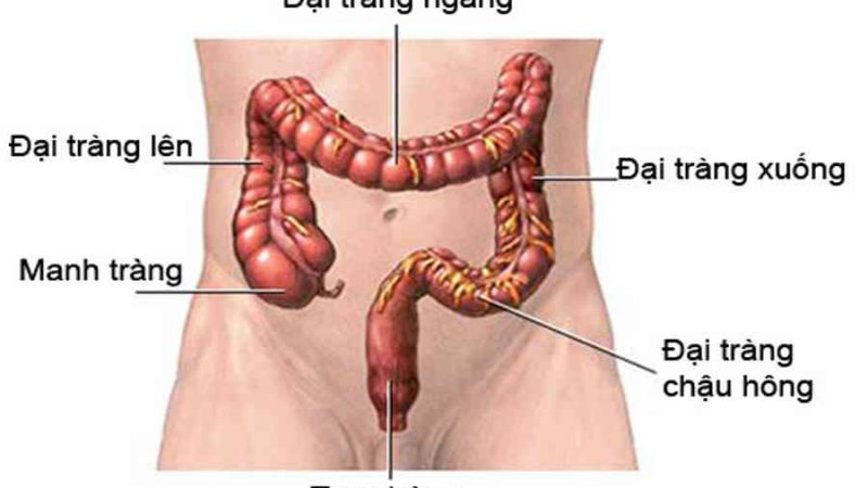 Đại tràng là gì? Vì sao phải nội soi đại tràng? | TCI Hospital