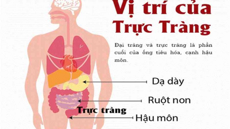 Đại tràng là gì? Vị trí và chức năng của đại tràng