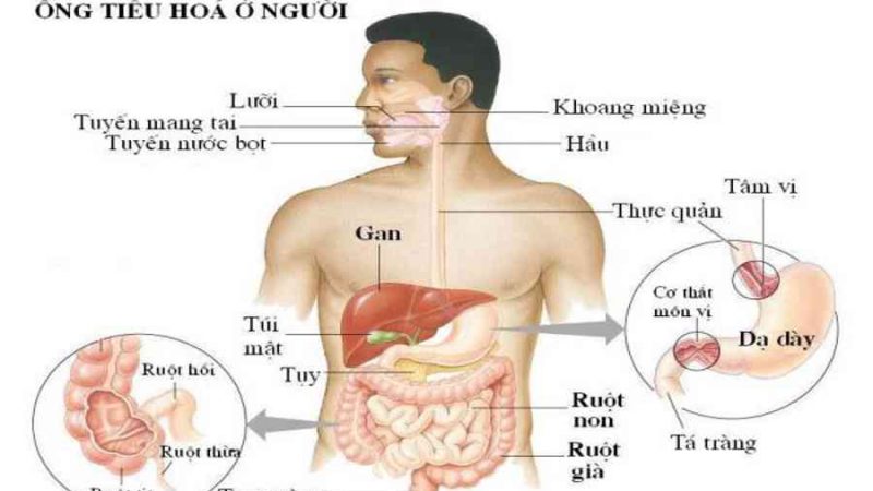 Đại trực tràng là gì? Những thông tin cơ bản cần biết