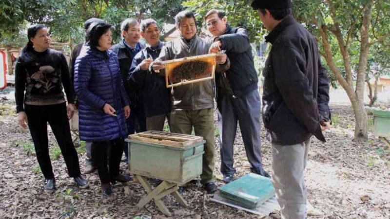 Nuôi ong mật, không chỉ làm giàu, mà còn ‘nuôi’ hệ sinh thái