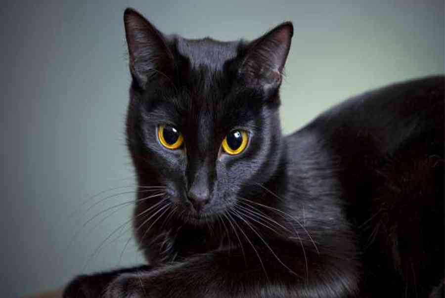 Khám phá về mèo đen (mèo mun) – Giống mèo ma lực bí ẩn nhất thế giới