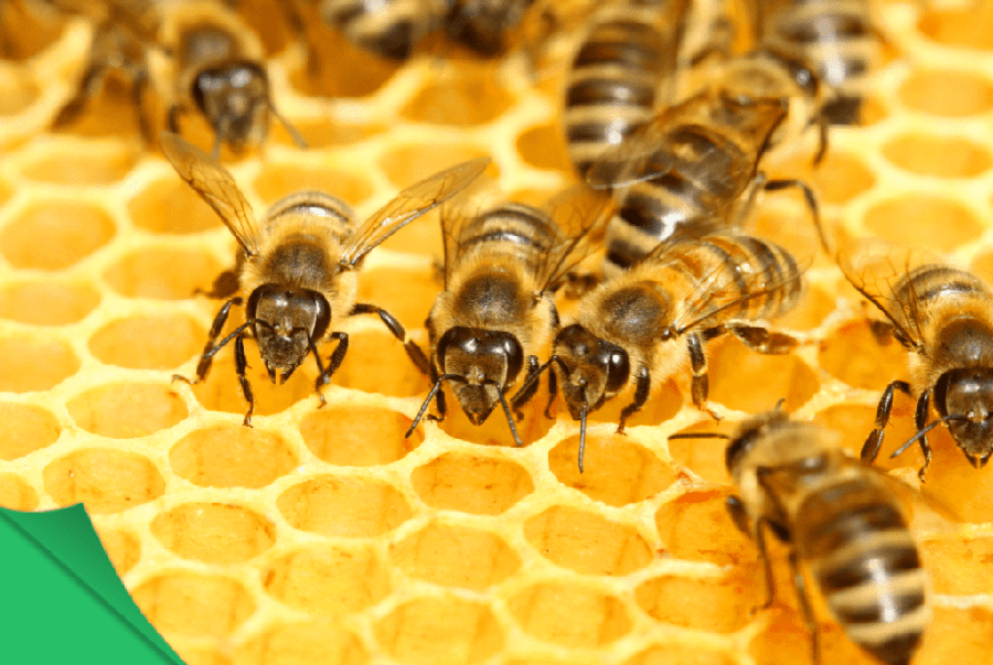 Ong làm tổ trong nhà là tốt hay xấu theo phong thuỷ tâm linh