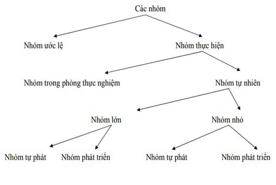 Nhóm, Nhóm xã hội là gì? Phân loại nhóm – https://trangdahieuqua.com