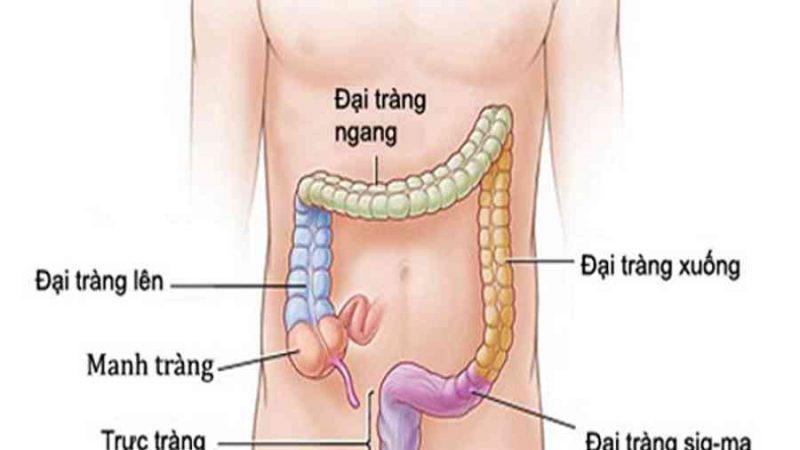 Đại tràng: Cấu tạo và chức năng – YouMed