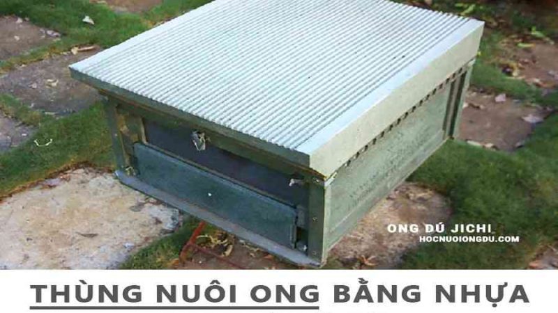 Kỹ thuật nuôi ong, BẬT MÍ cách nuôi ong mật tại nhà hiệu quả