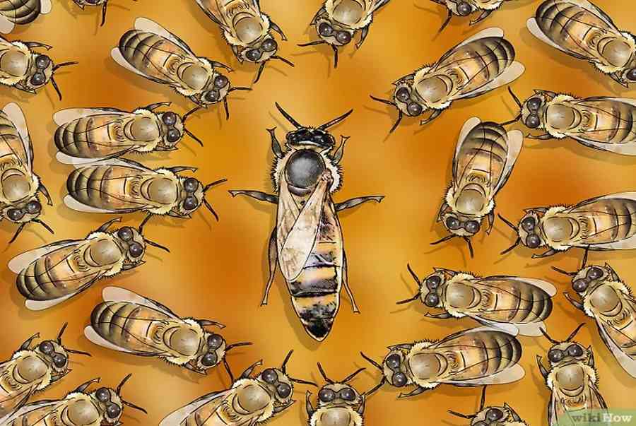 Cách để Xác định ong chúa trong đàn ong mật
