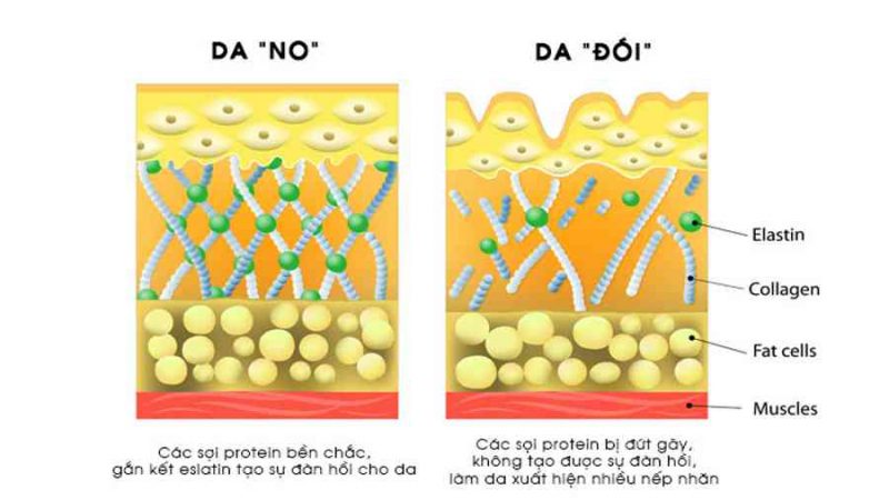 Collagen là gì? Sự thật 70% phụ nữ chưa biết hết