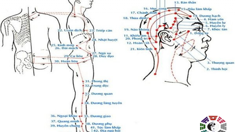 Tổng hợp tất cả các huyệt đạo trên cơ thể và cách bấm huyệt chữa bệnh (Phần 1)