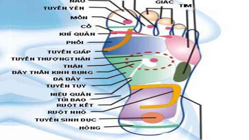 Hướng dẫn các bước Mát xa chân tại nhà đúng cách – https://trangdahieuqua.com